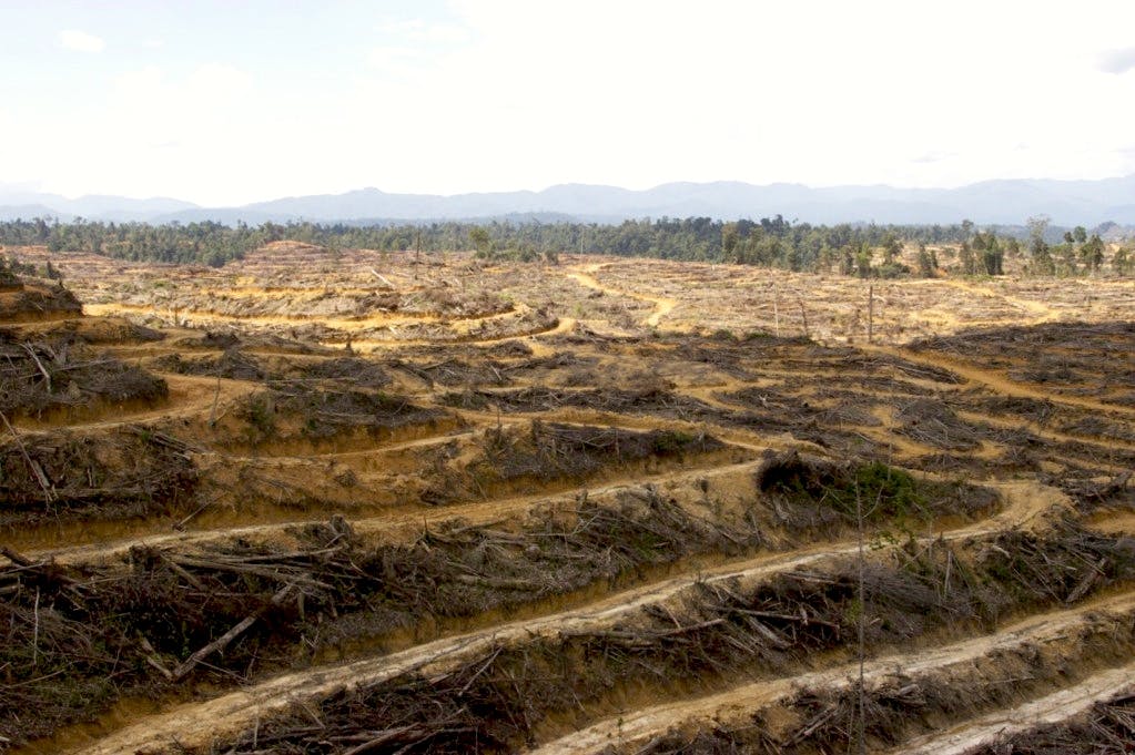 Aceh deforestation