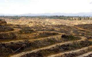 Aceh deforestation