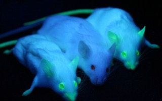 genetically modified mice