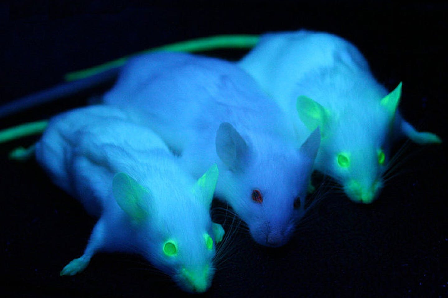 genetically modified mice