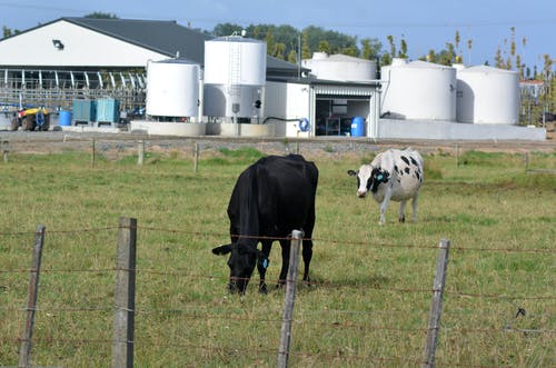 nz milk farm