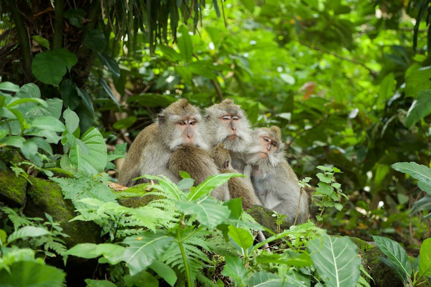 Monkeys from the monkey forest in bali