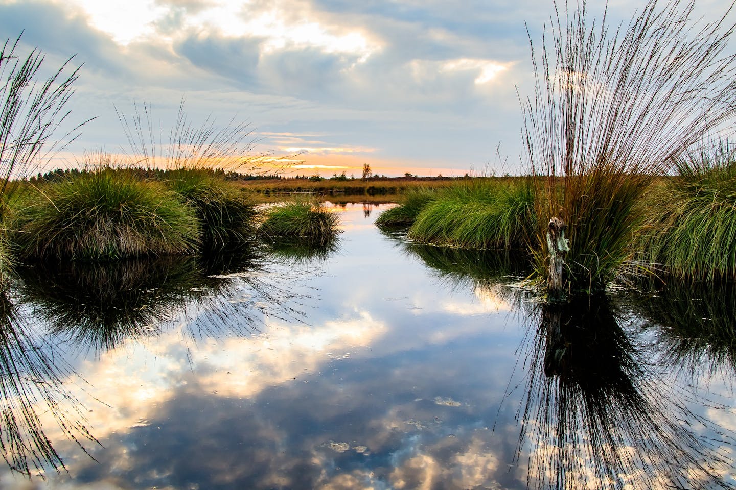 Moor swamp land