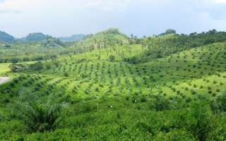 palawan palm oil espanola