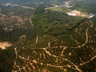 palm oil borneo deforestation