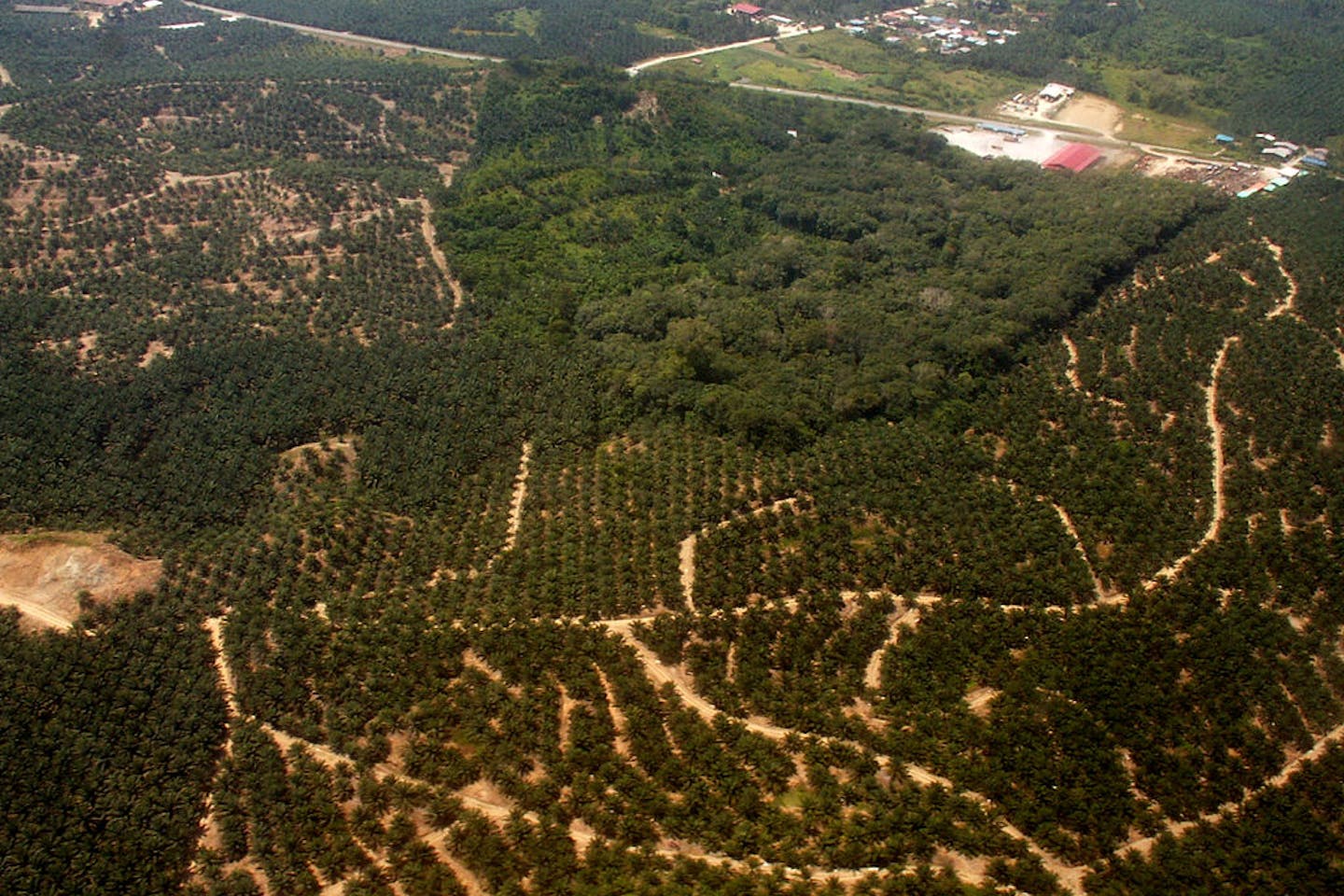 palm oil borneo deforestation