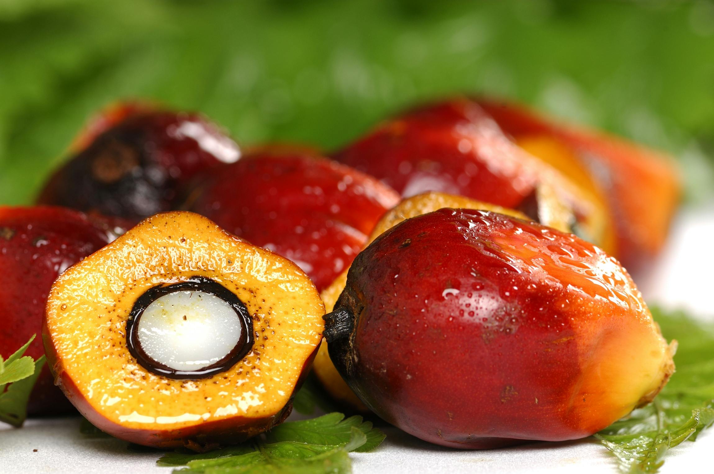 palm oil export