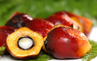 palm oil export