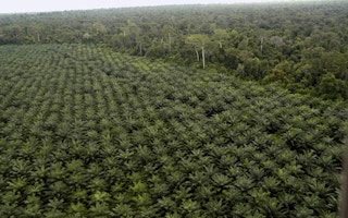 palm oil borneo