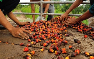 palm oil fruit bunch in truck