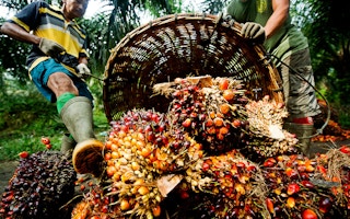 Future of palm oil with RSPO