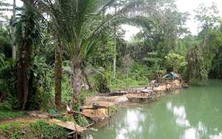 paludiculture manuku indonesia