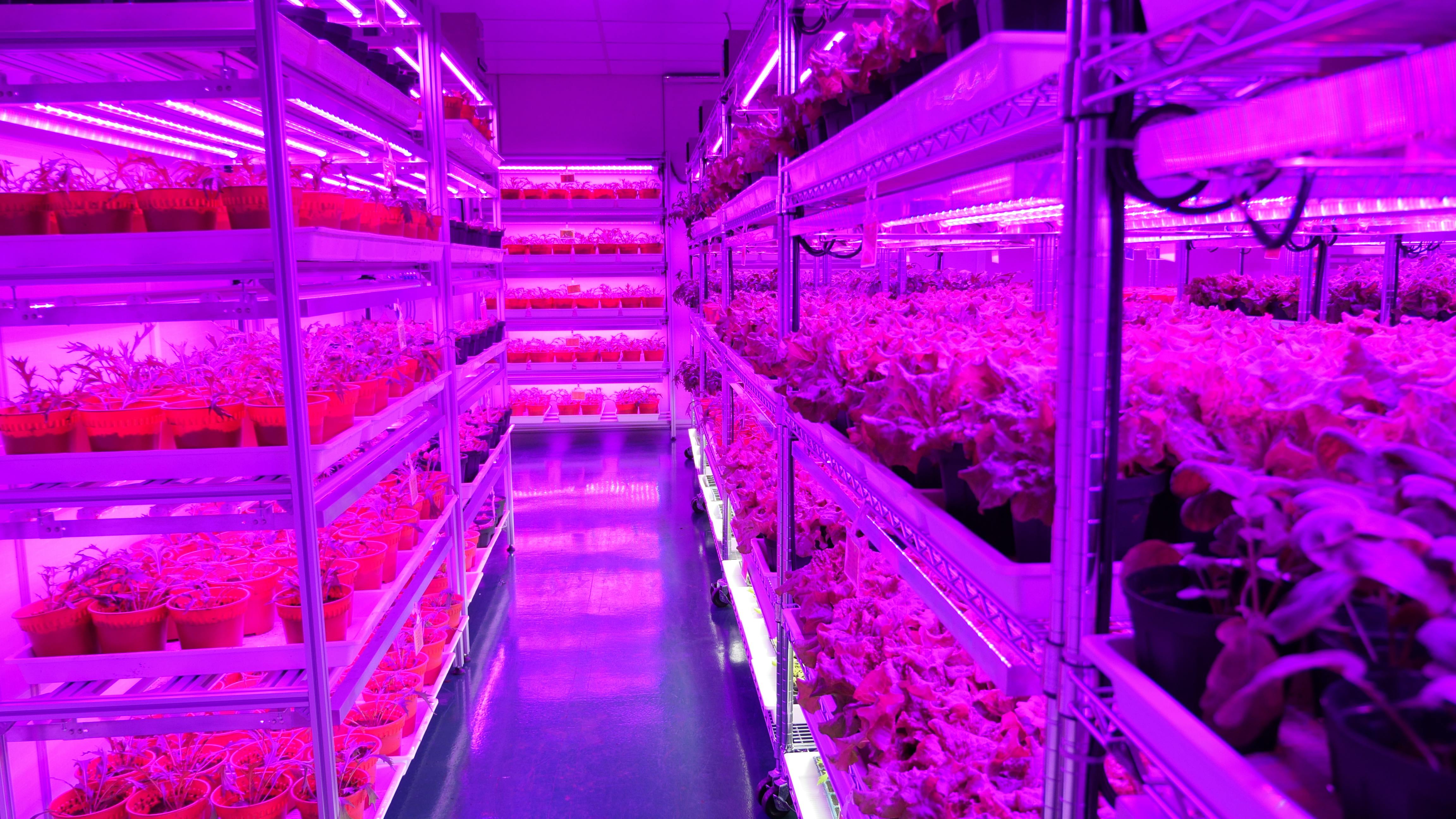 panasonic indoor farm