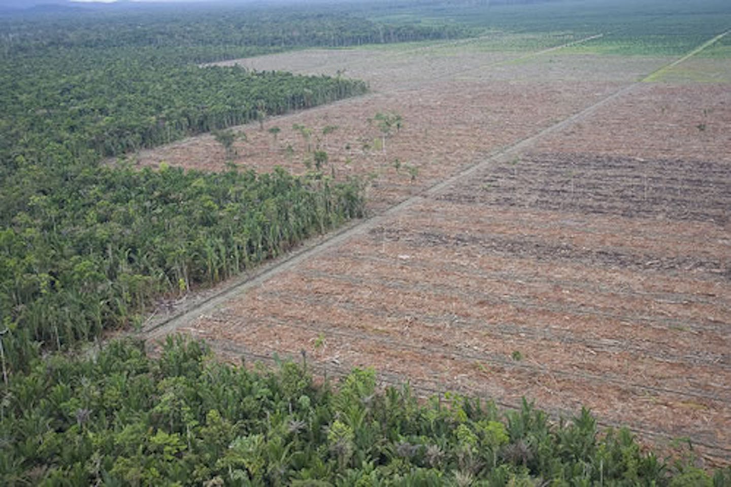 Causes of deforestation getting lost in REDD+ rhetoric analysis