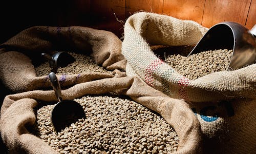 Unsustainable coffee? In the near future, it won’t be an option