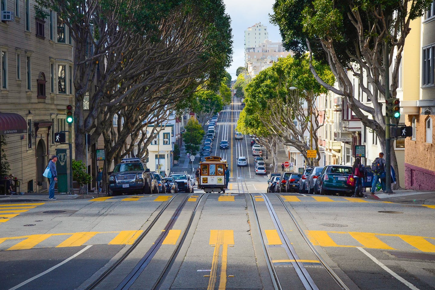 trees on a city street