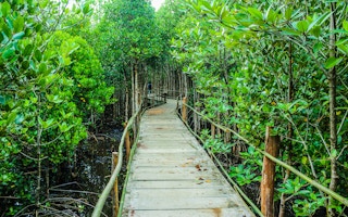 mangrove forest 