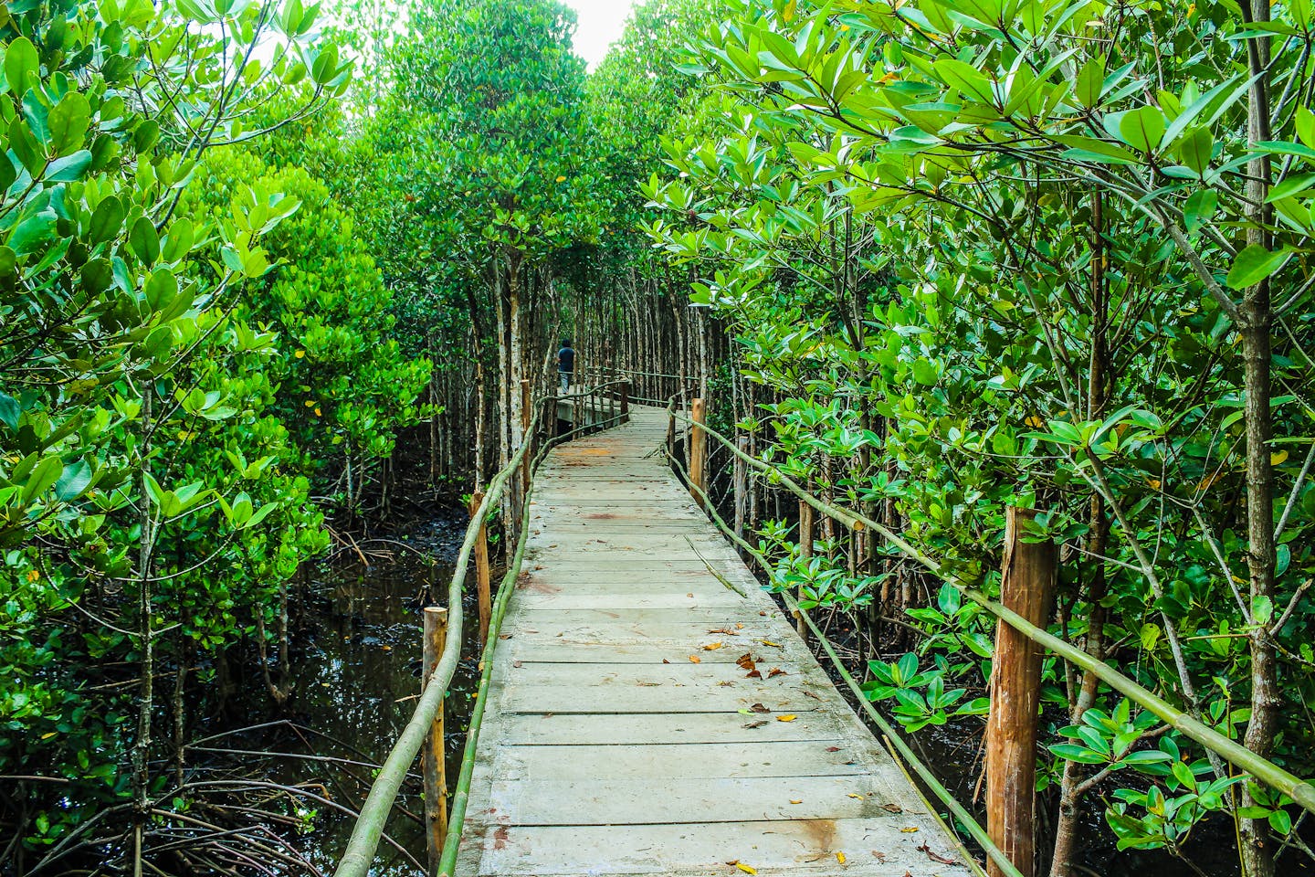 mangrove forest