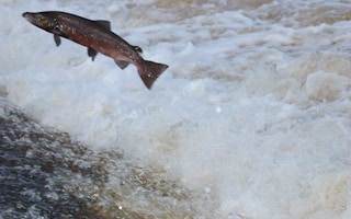 hydro river salmon