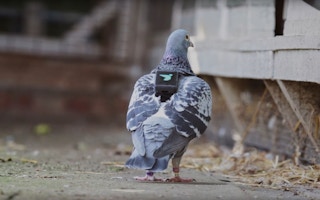 air patrol pigeon