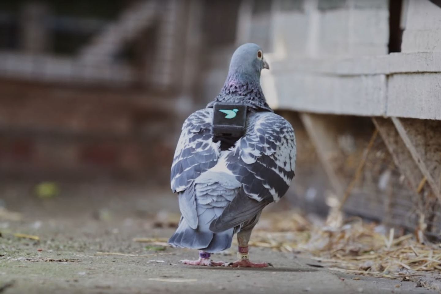air patrol pigeon