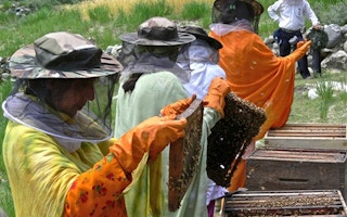 pakistan bee farming