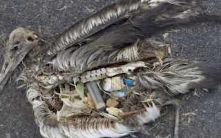 albatross chick eats tons of plastics