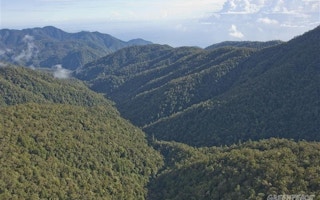 west papua forests