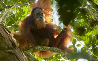 Tapanuli Orangutan2