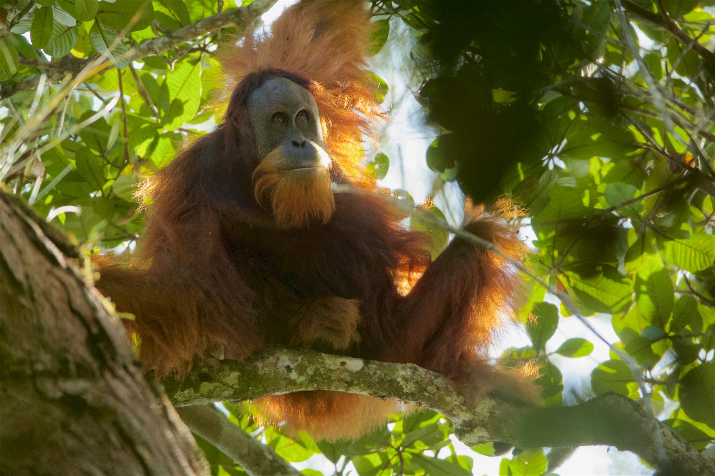 Tapanuli Orangutan2