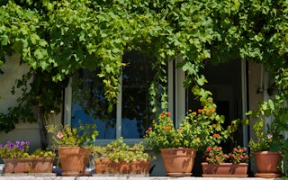 plants in pots balcony