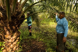 preecha smallholder oil palm farmer in Thailand