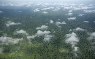 cambodia forest