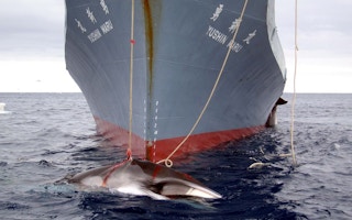 Japan whaling