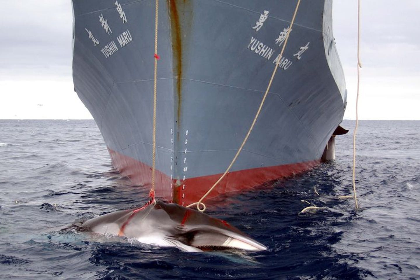 Japan whaling