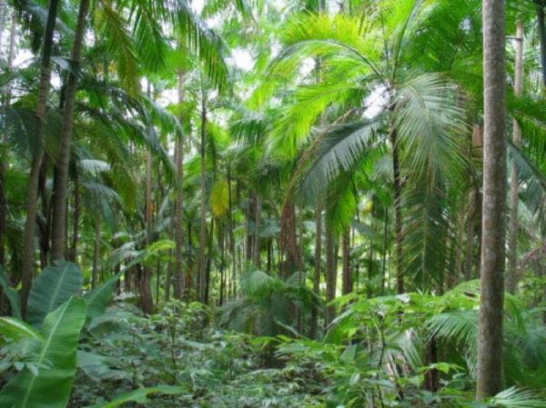Philippine Agroforest 