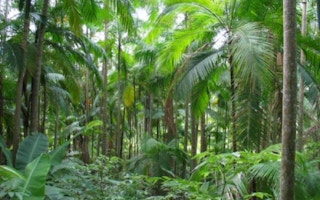 Philippine Agroforest 