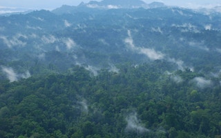 rainforest papua