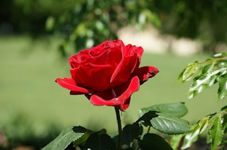 red rose vday