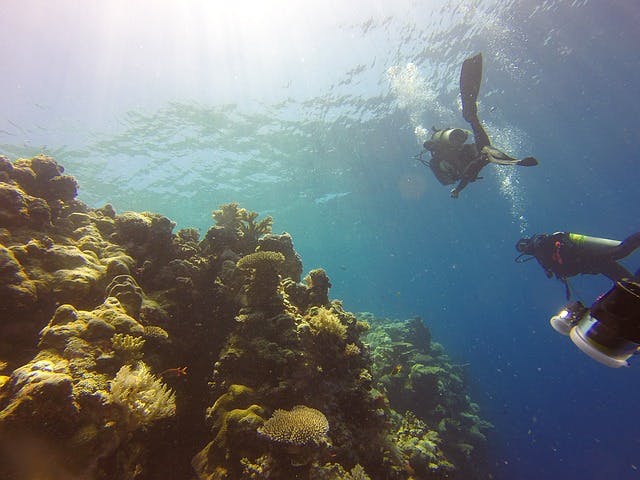 coral reefs
