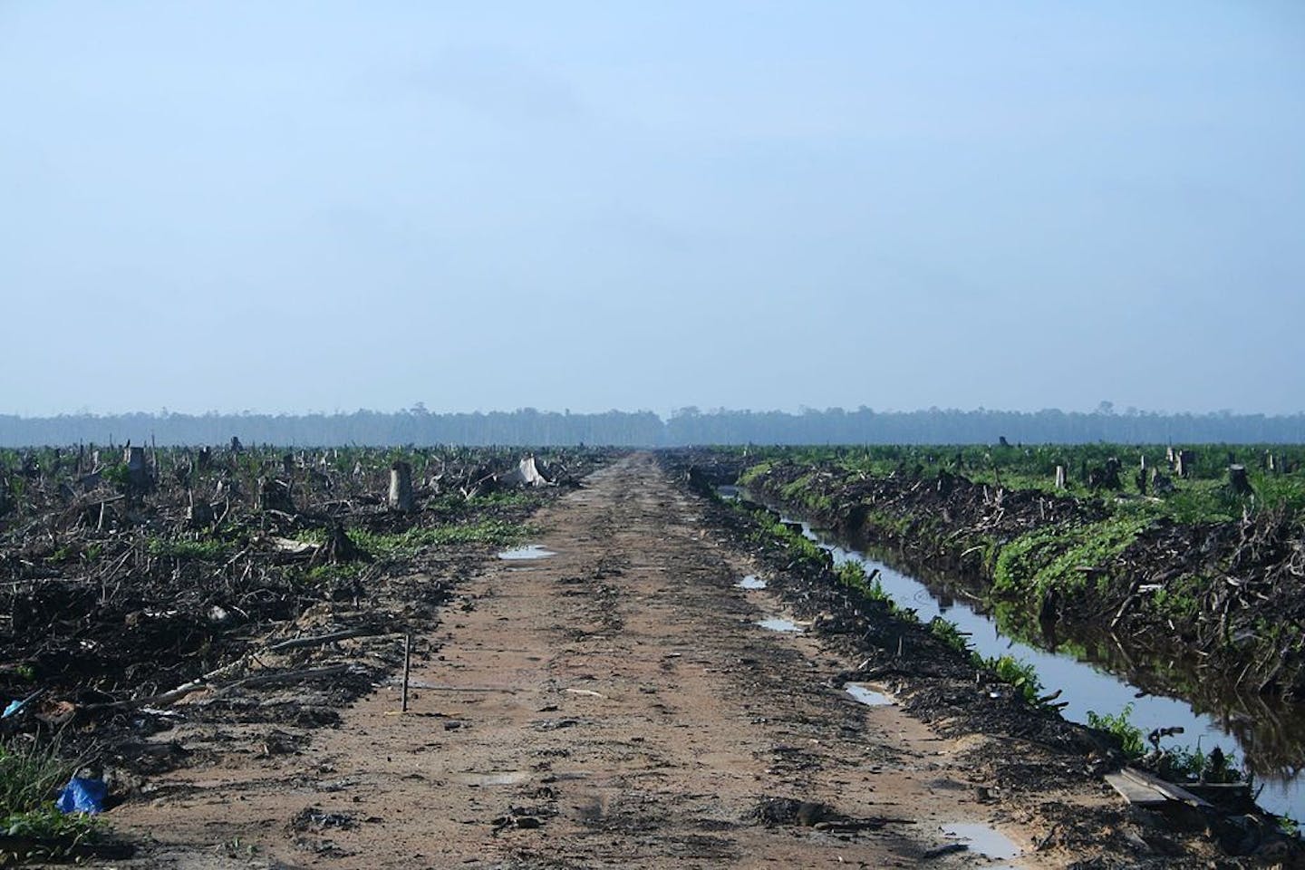 indonesia forest fire