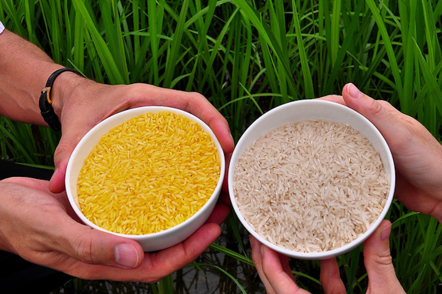 Gıda güvenliğinde “Golden Rice” örneği