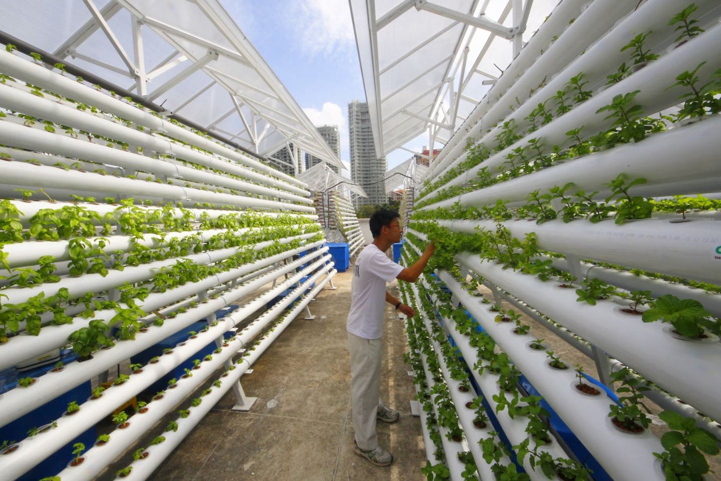 Underground And On Rooftops Farms Set Roots In Big Cities News Eco Business Asia Pacific