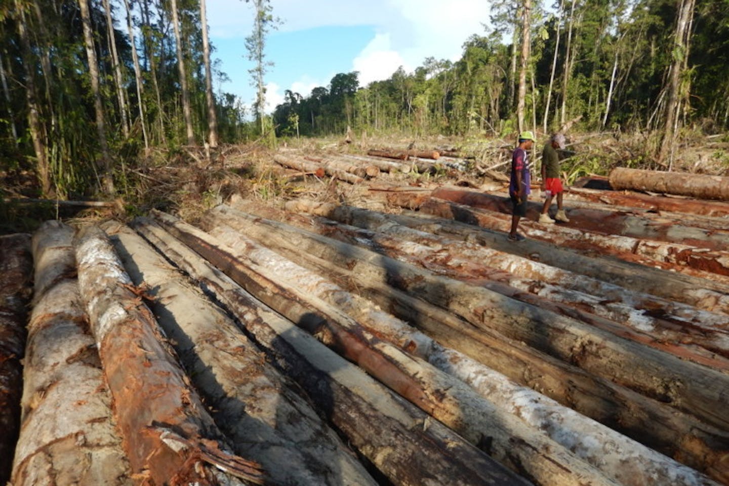 felled logs in PNG province