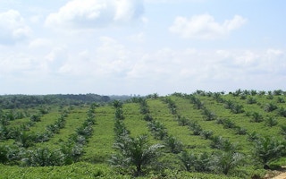 Sustainable palm oil plantations