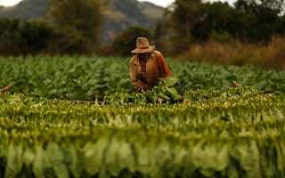 tobacco harvester