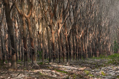 rubber tree drought