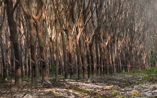 rubber tree drought