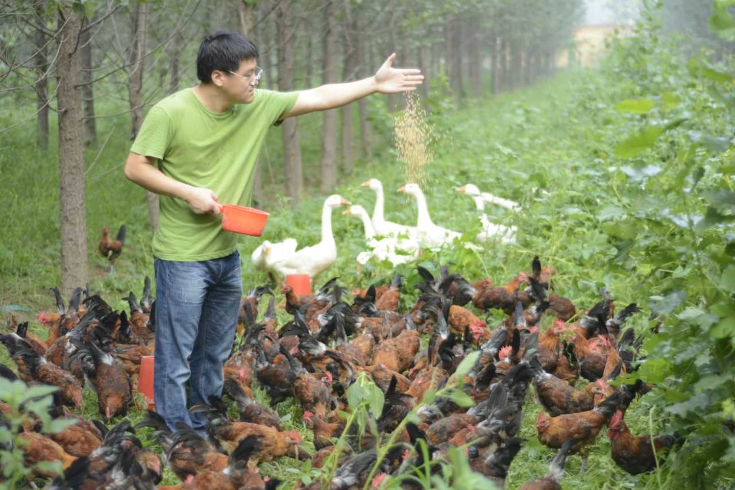 free range chickens