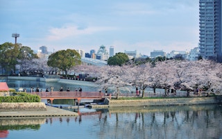 Cherry blossom trees bloom in the city